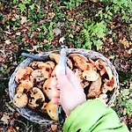 Jalowcowka Centrum Aktywnosci Psychoruchowej * Koszarawa