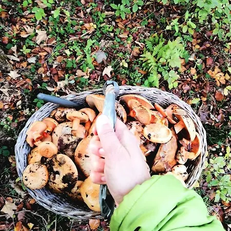 Jalowcowka Centrum Aktywnosci Psychoruchowej * Koszarawa