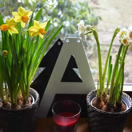 Jalowcowka Centrum Aktywnosci Psychoruchowej Gæstehus Koszarawa