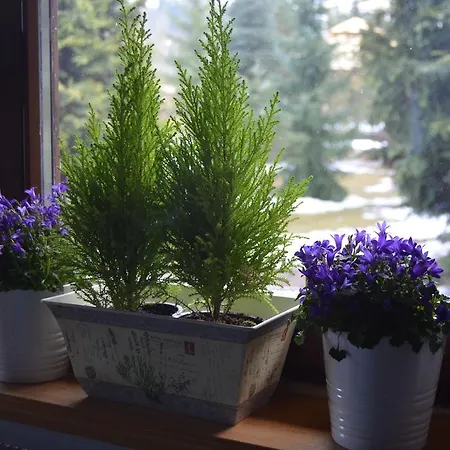 Gæstehus Jalowcowka Centrum Aktywnosci Psychoruchowej *