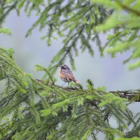 Jalowcowka Centrum Aktywnosci Psychoruchowej *