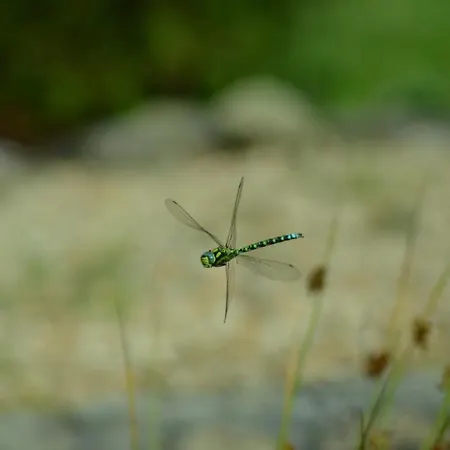 Jalowcowka Centrum Aktywnosci Psychoruchowej *