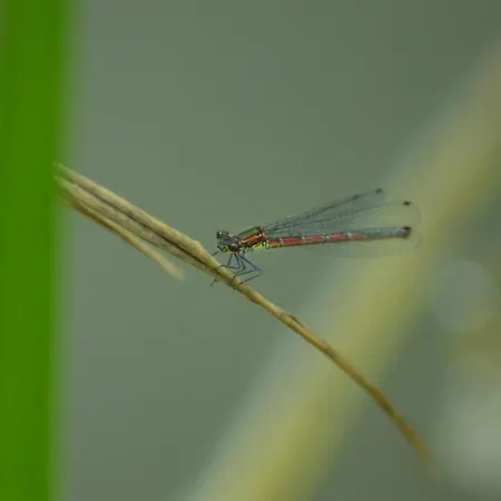 Jalowcowka Centrum Aktywnosci Psychoruchowej * Koszarawa