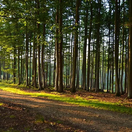 Gæstehus Jalowcowka Centrum Aktywnosci Psychoruchowej