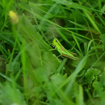 Gæstehus Jalowcowka Centrum Aktywnosci Psychoruchowej *