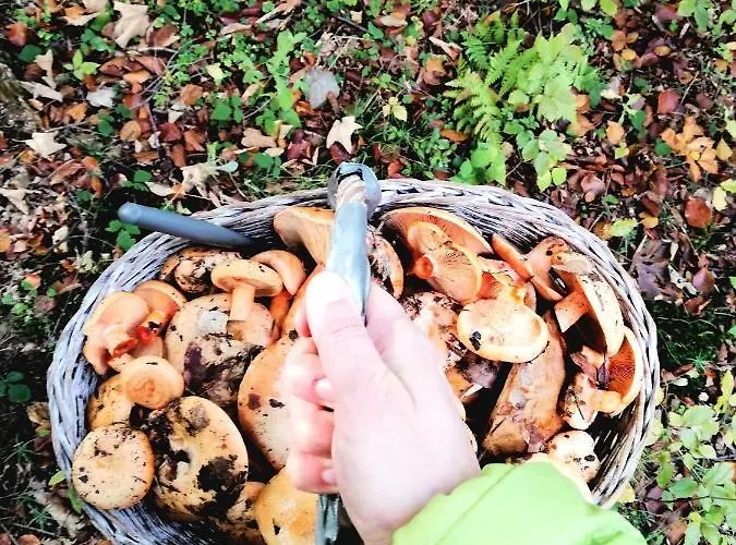 Jalowcowka Centrum Aktywnosci Psychoruchowej * Koszarawa