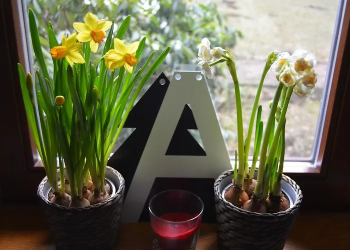 Jalowcowka Centrum Aktywnosci Psychoruchowej בית הארחה Koszarawa