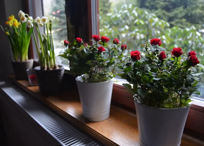 Jalowcowka Centrum Aktywnosci Psychoruchowej בית הארחה *