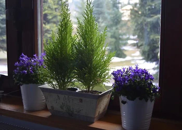 בית הארחה Jalowcowka Centrum Aktywnosci Psychoruchowej *