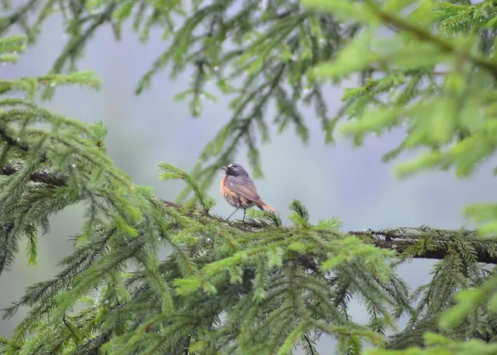 Jalowcowka Centrum Aktywnosci Psychoruchowej *