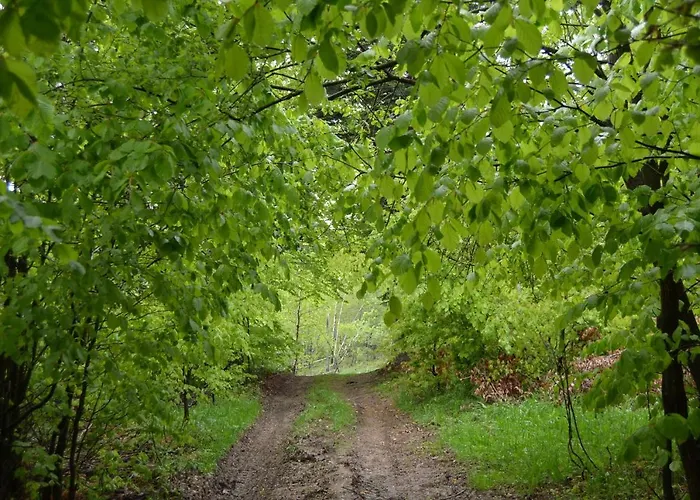 Jalowcowka Centrum Aktywnosci Psychoruchowej Koszarawa