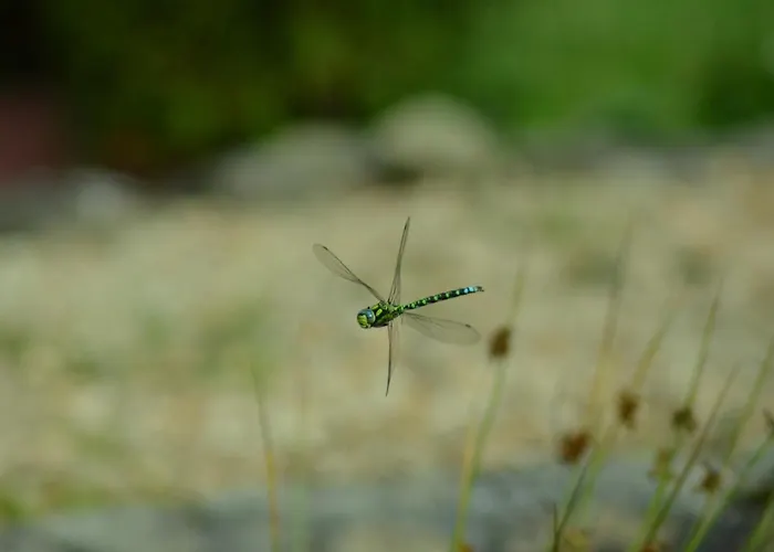 Jalowcowka Centrum Aktywnosci Psychoruchowej *