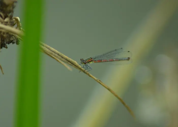Jalowcowka Centrum Aktywnosci Psychoruchowej * Koszarawa