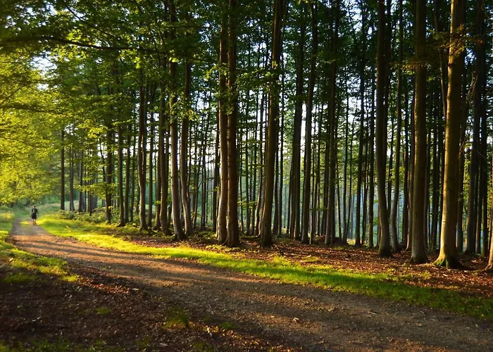 בית הארחה Jalowcowka Centrum Aktywnosci Psychoruchowej