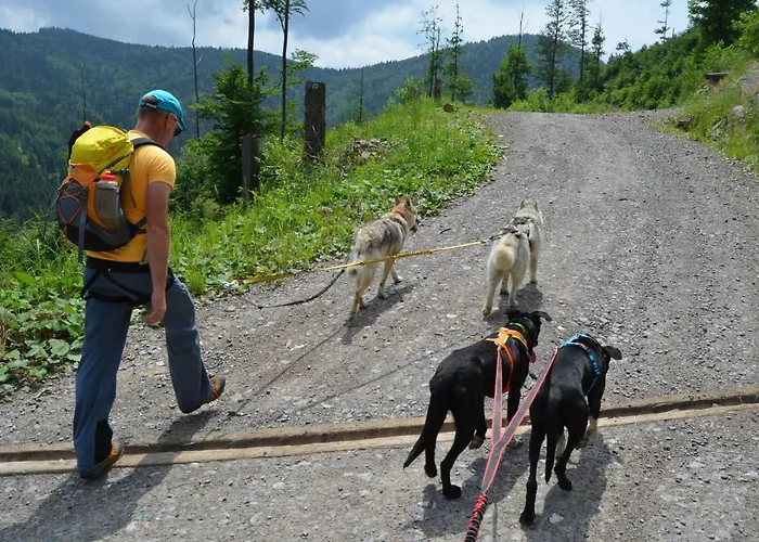 בית הארחה Jalowcowka Centrum Aktywnosci Psychoruchowej