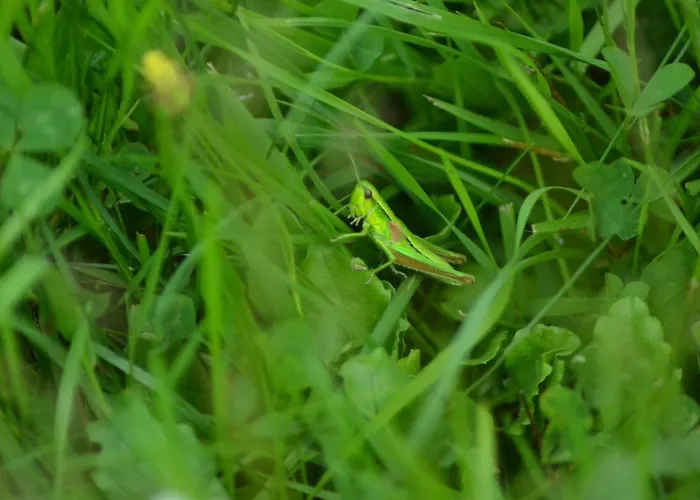 בית הארחה Jalowcowka Centrum Aktywnosci Psychoruchowej *